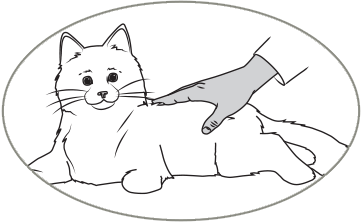 Cat 3 Cat 3